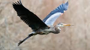 Great blue heron flying from floating log to bank of river in rain storm at lake livingston tx in the winter of 2015 Great Blue Heron Flying With Stick Passing By Photo