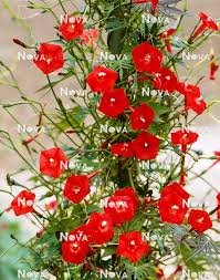 Image result for Ipomoea quamoclit