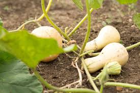 Check spelling or type a new query. 6 Squashes To Grow This Winter P Allen Smith