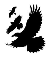 Black Bird With White Tail Uk The Divergent Birds From The Uk Covers Birds Flying Away Black Bird Fly Quirky Art