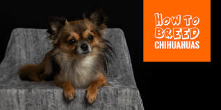 Breeding a blue chihuahua is not an easy task. How To Breed Chihuahuas Free Guide To Breeding Chihuahuas