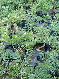 Pohon yang tinggi, tingkat perkembangan pohon yang beragam, dan keragaman dimensi pohon yang tinggi. Jual Bibit Kawista Bahan Bonsai Di Lapak Bibit Jaya Makmur Nganjuk Bukalapak