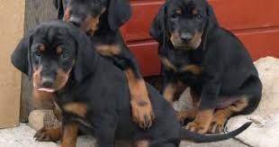 Austrian Black And Tan Hound Lab Mix Austrian Black And Tan Hound Osterreichische Glatthaarige Bracke Vieraugl Brandlbracke Dogs Puppy Hound Puppies Hound Dog Hound