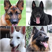 A short haired german shepherd vs long haired comparison guide. Short Haired German Shepherd Galhairs