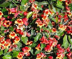 Image result for Bignonia capreolata