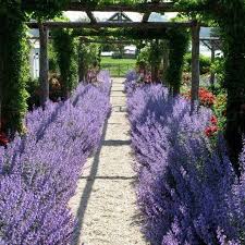 Perovskia Atriplicifolia Russian Sage Cheapoutdoordiy Diy Backyard Landscaping Landscape Design Diy Landscaping