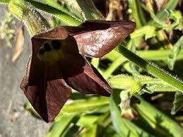 Image result for Nicolasia coronata