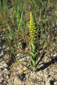 Image result for Corycium