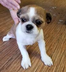 Looking for a pet groomer? All Pets Grooming In Manchester Mi Home Facebook