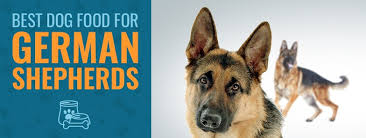 Our top 5 picks for foods for a german. Best Dog Food For German Shepherds 2021 Comparisons And Reviews Animalso