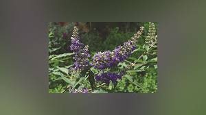 Image result for Vitex amaniensis