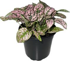 Image result for Hypoestes