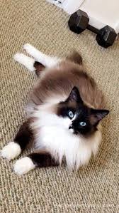 Kediler Kedi Tatli Kedi Beyaz Kedi Van Kedisi Yavru Kedi 2020 Sevimli Hayvan Yavrulari Sevimli Kediler Kedi