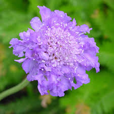Image result for Scabiosa columbaria