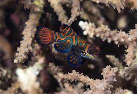 Tropical Fish Ultimate A Z List From Arowanas To Zebra Danios Fishkeeping World
