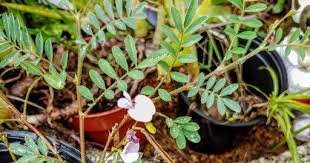 Image result for Tephrosia meisneri