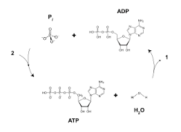 Atp aviation software and information services offer a wide range of products to ensure your fleet is reliable and healthy. Adenosine Triphosphate Wikipedia