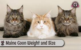 My question is how much more weight and height will he be at 4 years old? Maine Coon Weight And Size Sweetie Kitty 2021