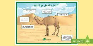 ملصق يبين التكيفيات الرئيسية للجمل مع البيئة في الصحراء وسيلة رائعة للعرض على حائط الصف أو كتعزيز لعملية ا learn arabic language learning arabic google images