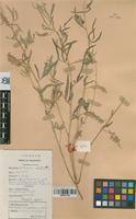 Image result for Indigofera rhytidocarpa