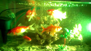 12 jenis ikan hias aquarium tanpa oksigen dan filter arispur 11:49:00 am. Gambar Ikan Hias Dalam Akuarium Radea