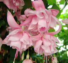 Archie Owen Fuchsie Rosa Garten Liebe Blumen