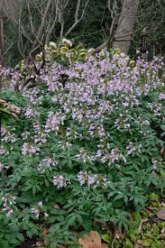 Image result for Cardamine obliqua