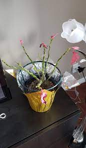 Is My Poinsettia Dormant Or Dead If Its Dormant I Would Like To Try Keeping It Alive For Next Year Plantclinic