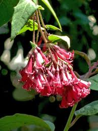 Image result for Cestrum elegans