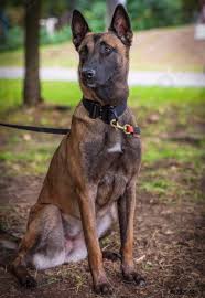 Use the search tool below and browse adoptable belgian malinoises! Der Belgische Schaferhund Malinois Sitzt Auf Dem Grunen Foto Vorratig Crushpixel