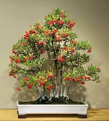 Nepal Firethorn Pyracantha Crenulata In Training Since 1966 Cay Kiểng Bonsai Cay Bảo Tang