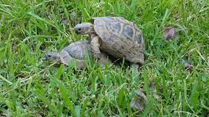 Turtle Stud Fucks Unexpected Turtle Hoe. - Pornhub.com