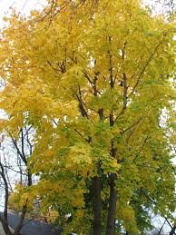 We did not find results for: Manitoba Maple Pruningdiaries