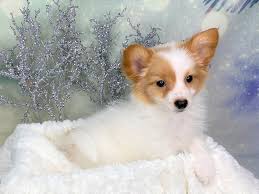 Mother is abkc and is papered. Papillon Puppies Petland Lancaster Ohio