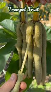 Image result for Myrianthus arboreus