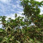 Image result for Lepisanthes senegalensis