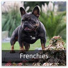 Contact cleveland french bulldog breeders near you using our free french bulldog breeder search tool below! 5 Star Puppies Stoney Hills Kennels Havanese And French Bulldogs