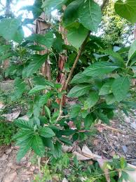 Ini cara mudah untuk menanam pokok ini melalui keratan. 87 Gambar Daun Sambung Nyawa Paling Bagus Gambar Pixabay