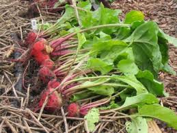 Jan 18, 2021 · beet care light. How To Grow Beets How Tos Diy