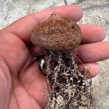 Image result for Dioscorea dregeana
