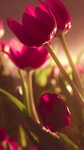 Download, share or upload your own one! Wallpapers For Iphone Nature Iphone Wallpaper Beautiful Flowers Wallpapers Beautiful Nature Wallpaper