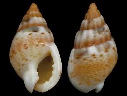 Image result for Trichilia prieuriana