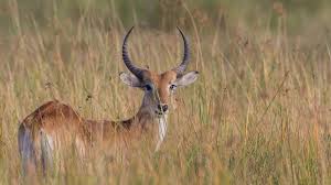 Birth Of Rare Twin Bongo Antelope Calves Welcomed By Conservationists | The  Independent | The Independent