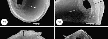 Image result for Fadogia schmitzii