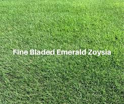 Maybe you would like to learn more about one of these? Why Pick Emerald Zoysia Grass Houston Pearland Sugar Land Tx