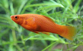 Different fish have different kinds of mating rituals. How Long Are Swordtail Fish Pregnant For Aquariumnexus