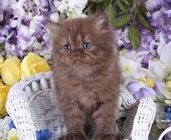 Find cats and kittens in utah. Chocolate Persian Kittens Chocolate Persians Chocolate Catspersian Himalayan Kittens For Sale In A Rainbow Of Colors In Business For 32 Years