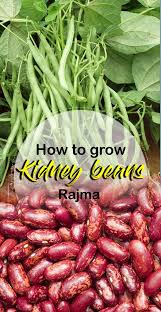 How To Grow Kidney Beans Rajma Growing Kidney Beans In Containers Kidney Beans Bean Garden Growing Beans
