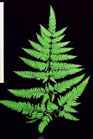 Image result for Pteris similis