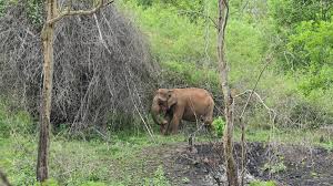 2 die in elephant attack in Sringeri taluk of Karnataka - The Hindu
